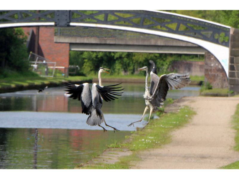 Herons on the Main Line