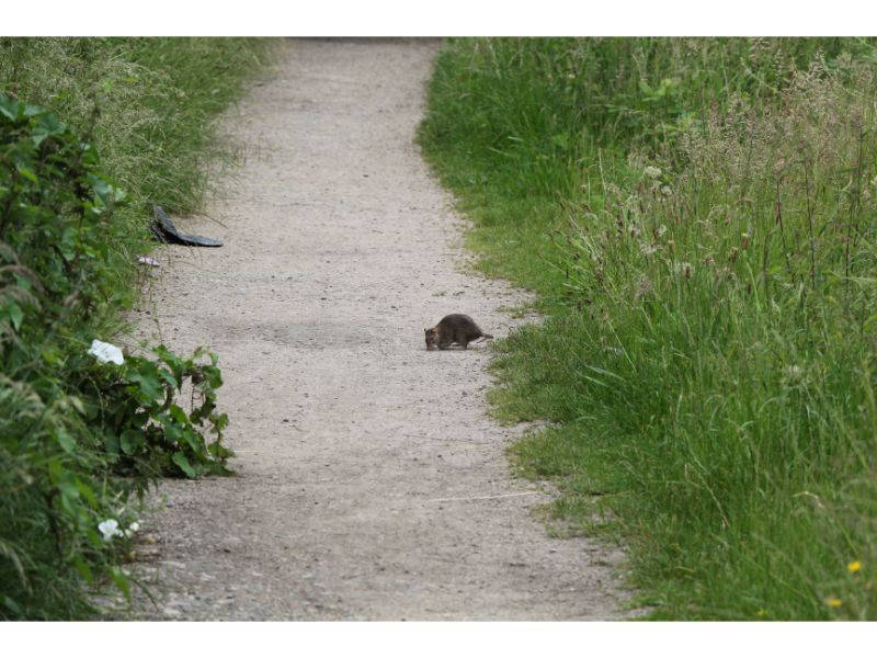 Scary rat or lovable vole?