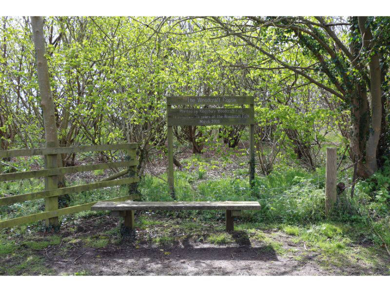 Copse planted by those nice Woodcraft Folk