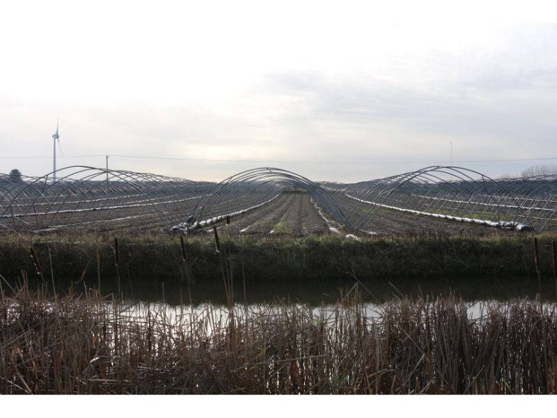 Polytunnels as far as the eye can see